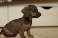 Щенки карликовой гладкошерстной таксы  - <ro>Изображение</ro><ru>Изображение</ru> #2, <ru>Объявление</ru> #718291