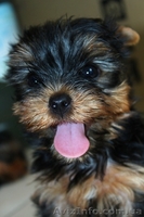 маленькие щенки йорка, 2 мес. - <ro>Изображение</ro><ru>Изображение</ru> #3, <ru>Объявление</ru> #721592