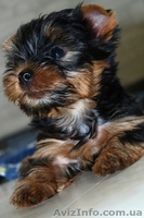 маленькие щенки йорка, 2 мес. - <ro>Изображение</ro><ru>Изображение</ru> #5, <ru>Объявление</ru> #721592