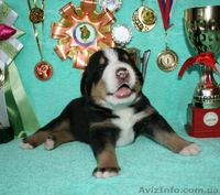 Щенки Большого Швейцарского зенненхунда! Россия - <ro>Изображение</ro><ru>Изображение</ru> #2, <ru>Объявление</ru> #718552