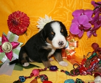 Щенки Большого Швейцарского зенненхунда! Россия - <ro>Изображение</ro><ru>Изображение</ru> #3, <ru>Объявление</ru> #718552