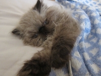 Персик 2 мес Гималайский Колор Поинт  - <ro>Изображение</ro><ru>Изображение</ru> #3, <ru>Объявление</ru> #710828