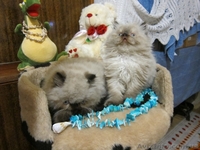 персики котята мальчики и девочки2мес - <ro>Изображение</ro><ru>Изображение</ru> #3, <ru>Объявление</ru> #712373