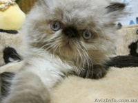 персики котята мальчики и девочки2мес - <ro>Изображение</ro><ru>Изображение</ru> #1, <ru>Объявление</ru> #712373