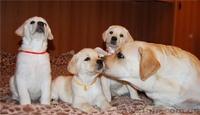 продам высокопородных щенков лабрадора - <ro>Изображение</ro><ru>Изображение</ru> #1, <ru>Объявление</ru> #715353