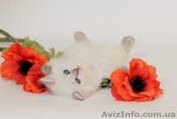 Котята шоу-класса - <ro>Изображение</ro><ru>Изображение</ru> #3, <ru>Объявление</ru> #715396