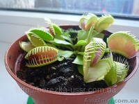 Цветок который есть мух Дионея Венерина мухоловка ( Dionaea muscipula) - <ro>Изображение</ro><ru>Изображение</ru> #1, <ru>Объявление</ru> #714109