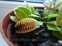 Цветок который есть мух Дионея Венерина мухоловка ( Dionaea muscipula) - <ro>Изображение</ro><ru>Изображение</ru> #2, <ru>Объявление</ru> #714109