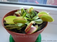 Цветок который есть мух Дионея Венерина мухоловка ( Dionaea muscipula) - <ro>Изображение</ro><ru>Изображение</ru> #3, <ru>Объявление</ru> #714109
