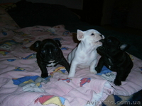 Щенки французкого бульдога, 1 месяц - <ro>Изображение</ro><ru>Изображение</ru> #1, <ru>Объявление</ru> #704807