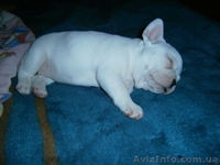 Щенки французкого бульдога, 1 месяц - <ro>Изображение</ro><ru>Изображение</ru> #2, <ru>Объявление</ru> #704807