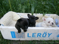 Щенки французкого бульдога, 1 месяц - <ro>Изображение</ro><ru>Изображение</ru> #3, <ru>Объявление</ru> #704807