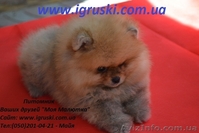 Померанский шпиц шоу-класса! - <ro>Изображение</ro><ru>Изображение</ru> #4, <ru>Объявление</ru> #714174