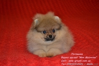 Померанский шпиц шоу-класса! - <ro>Изображение</ro><ru>Изображение</ru> #7, <ru>Объявление</ru> #714174