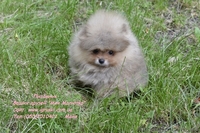 Померанский шпиц шоу-класса! - <ro>Изображение</ro><ru>Изображение</ru> #1, <ru>Объявление</ru> #714174