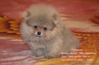 Померанский шпиц шоу-класса! - <ro>Изображение</ro><ru>Изображение</ru> #3, <ru>Объявление</ru> #714174