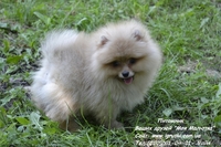 Померанский шпиц шоу-класса! - <ro>Изображение</ro><ru>Изображение</ru> #2, <ru>Объявление</ru> #714174