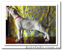 Веймаранер, щенки веймаранера рождены  04.06.2012 - <ro>Изображение</ro><ru>Изображение</ru> #2, <ru>Объявление</ru> #723774