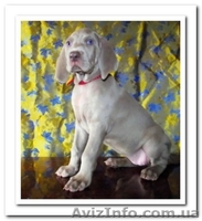 Веймаранер, щенки веймаранера рождены  04.06.2012 - <ro>Изображение</ro><ru>Изображение</ru> #6, <ru>Объявление</ru> #723774