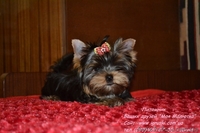 Эксклюзивные щеночки йоркширского терьера VIP-Classa - <ro>Изображение</ro><ru>Изображение</ru> #1, <ru>Объявление</ru> #705092