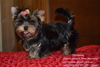 Эксклюзивные щеночки йоркширского терьера VIP-Classa - <ro>Изображение</ro><ru>Изображение</ru> #3, <ru>Объявление</ru> #705092