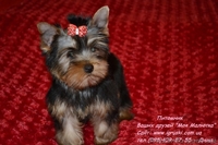 Эксклюзивные щеночки йоркширского терьера VIP-Classa - <ro>Изображение</ro><ru>Изображение</ru> #2, <ru>Объявление</ru> #705092