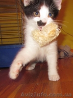 Котенок в добрые руки даром - <ro>Изображение</ro><ru>Изображение</ru> #1, <ru>Объявление</ru> #724198