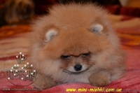Щенки карликового померанского шпица VIP-Classa! - <ro>Изображение</ro><ru>Изображение</ru> #3, <ru>Объявление</ru> #734067