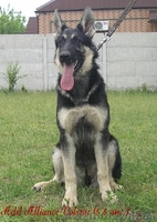 Щенки восточно-европейской овчарки из племзавода " Альянс Валстар"  - <ro>Изображение</ro><ru>Изображение</ru> #4, <ru>Объявление</ru> #642263