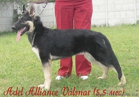 Щенки восточно-европейской овчарки из племзавода " Альянс Валстар"  - <ro>Изображение</ro><ru>Изображение</ru> #2, <ru>Объявление</ru> #642263