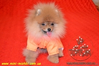 Щенки карликового померанского шпица VIP-Classa! - <ro>Изображение</ro><ru>Изображение</ru> #2, <ru>Объявление</ru> #734067