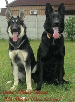 Щенки восточно-европейской овчарки из племзавода " Альянс Валстар"  - <ro>Изображение</ro><ru>Изображение</ru> #5, <ru>Объявление</ru> #642263