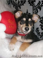 Маленькая собачка в хорошие руки почти даром - <ro>Изображение</ro><ru>Изображение</ru> #2, <ru>Объявление</ru> #731702