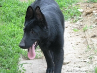 Щенки восточно-европейской овчарки из племзавода " Альянс Валстар"  - <ro>Изображение</ro><ru>Изображение</ru> #6, <ru>Объявление</ru> #642263
