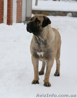 Щенки Бурбуля от рабочих собак и чемпионов - <ro>Изображение</ro><ru>Изображение</ru> #3, <ru>Объявление</ru> #744295