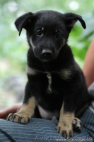 Щенки метисы овчарок в хорошие руки - <ro>Изображение</ro><ru>Изображение</ru> #1, <ru>Объявление</ru> #731703