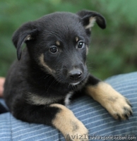 Щенки метисы овчарок в хорошие руки - <ro>Изображение</ro><ru>Изображение</ru> #3, <ru>Объявление</ru> #731703