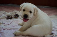 Палевые девочки-лабрадорчики - <ro>Изображение</ro><ru>Изображение</ru> #1, <ru>Объявление</ru> #730887