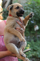 Отдам в дар щенка.Метис овчарки!! - <ro>Изображение</ro><ru>Изображение</ru> #1, <ru>Объявление</ru> #731860