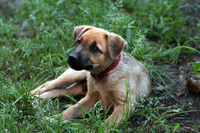 Отдам в дар щенка.Метис овчарки!! - <ro>Изображение</ro><ru>Изображение</ru> #3, <ru>Объявление</ru> #731860