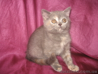 Голубокремовая черепаховая шотландская прямоухая кошечка - <ro>Изображение</ro><ru>Изображение</ru> #2, <ru>Объявление</ru> #731619