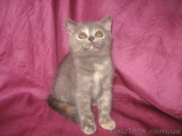 Голубокремовая черепаховая шотландская прямоухая кошечка - <ro>Изображение</ro><ru>Изображение</ru> #3, <ru>Объявление</ru> #731619