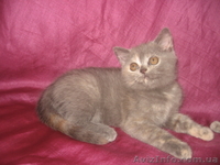 Голубокремовая черепаховая шотландская прямоухая кошечка - <ro>Изображение</ro><ru>Изображение</ru> #1, <ru>Объявление</ru> #731619