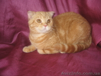 Шотландочка-вислоушка-прямоушка - <ro>Изображение</ro><ru>Изображение</ru> #1, <ru>Объявление</ru> #731626