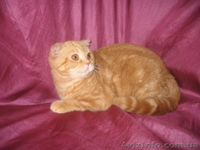 Шотландочка-вислоушка-прямоушка - <ro>Изображение</ro><ru>Изображение</ru> #3, <ru>Объявление</ru> #731626