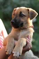 Отдам в дар щенка.Метис овчарки!! - <ro>Изображение</ro><ru>Изображение</ru> #2, <ru>Объявление</ru> #731860