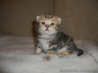 Британские котята редкого эксклюзивного окраса черный золотой мраморный - <ro>Изображение</ro><ru>Изображение</ru> #1, <ru>Объявление</ru> #744835