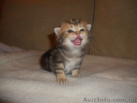 Британские котята редкого эксклюзивного окраса черный золотой мраморный - <ro>Изображение</ro><ru>Изображение</ru> #2, <ru>Объявление</ru> #744835