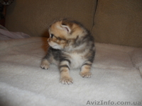 Британские котята редкого эксклюзивного окраса черный золотой мраморный - <ro>Изображение</ro><ru>Изображение</ru> #5, <ru>Объявление</ru> #744835