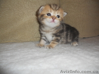 Британские котята редкого эксклюзивного окраса черный золотой мраморный - <ro>Изображение</ro><ru>Изображение</ru> #4, <ru>Объявление</ru> #744835